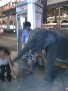 baby elephant in city